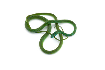 Naklejka premium Northern Green Bush Snake isolated on white background
