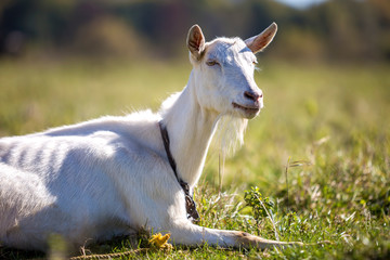 Fototapeta premium Portrait of white goat with beard on blurred bokeh background. Farming of useful animals concept.