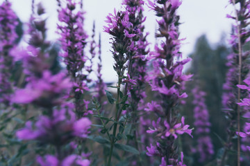 Violet Lavendel Nature Effect Bloom Flower 