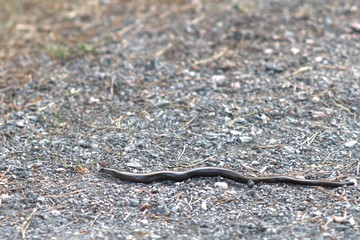 Slow-worm snake/reptile on a road