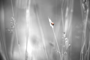 Fototapeta premium Ladybird on a straw grass. Red insect with monochrome grey background