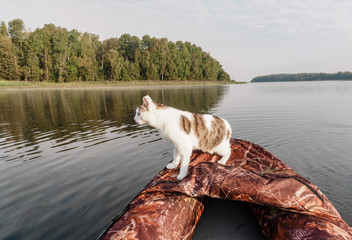 Domestic cat enjoys freedom outside the house on fishing with owners in the early morning in nature. The cat fishing on the inflatable boat on the river. A brave cat staing on the board of inflatable