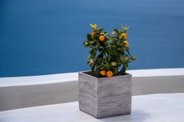 Little decorative treein a pot overlooking Sea