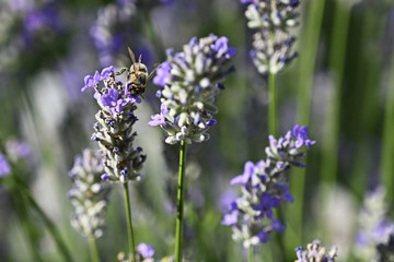 Bee pollinating lavender flowers in nature.