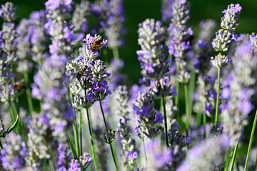 Naklejka premium Bee pollinating lavender flowers in nature.