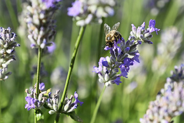 Bee pollinating lavender flowers in nature.