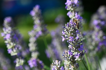 Bee pollinating lavender flowers in nature.