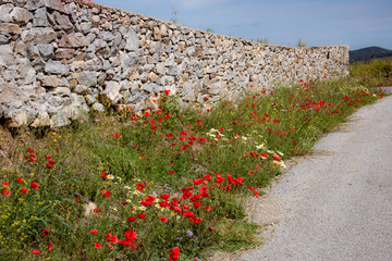 Wildflower along the stone wall - poppies growin in Greece