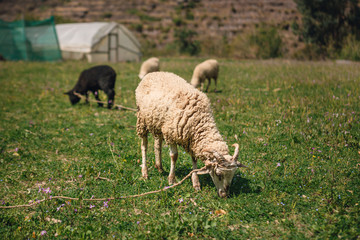 3 sheep eating grass in the field