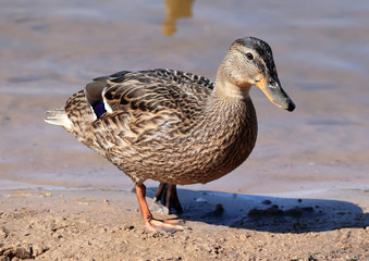 swans swim on the lake