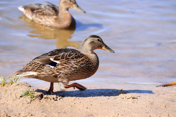 swans swim on the lake