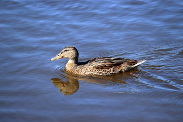 swans swim on the lake