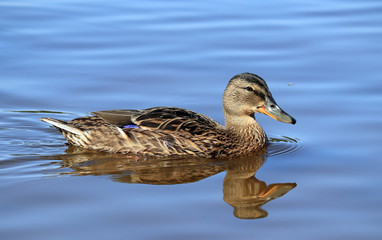 swans swim on the lake