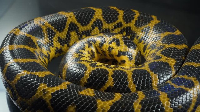 Video of crawling yellow boa anaconda