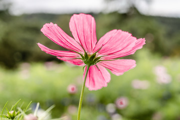 Obraz premium flower