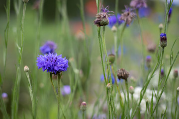 bee on flower