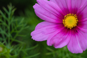 Obraz premium flower