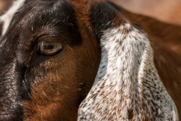 Close up of a nubian goat head, eye and ear.