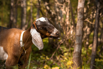 Brown nubian goat being pretty in a summer forest.