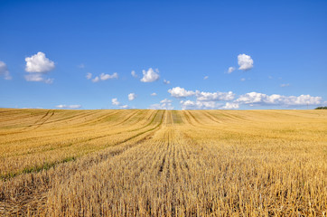 Big yellow agricultural field after harvesting, with blue sky and clouds. Agricultural concept.