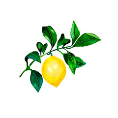 Isolated lemon on a branch. Watercolor illustrartion of citrus tree with leaves of wedding invitations, cards.