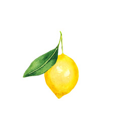 Isolated illustration of whole lemon with a leaf. Watercolor drawing of citrus.