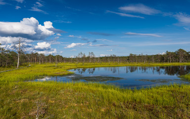 Viru bog in Lahemaa National Park; Estonia