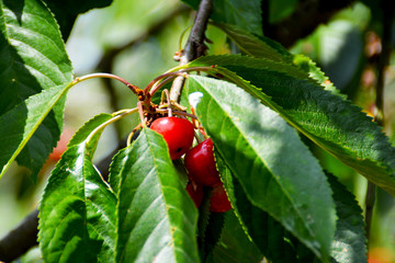 rote Kirschen an einem Baum im Garten