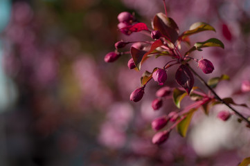 Fototapeta na wymiar blooming cherry