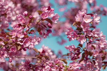blooming cherry on a blue sky