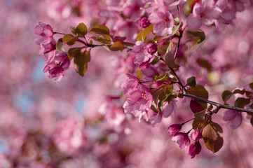 blooming cherry
