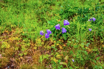 Gorgeous view of purple summer flowers making their way through green grass. Beautiful backgrounds.