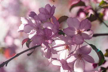 blooming cherry