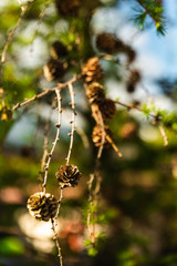 Zapfen am Zweig eines Jungen Baumes in einem Garten