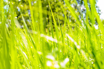 Blurred background of green grass