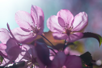 Obraz premium blooming cherry