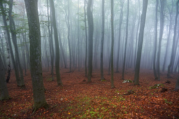 Obraz premium Misty morning in old beech forest