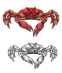 Seafood crab, marine crustacean sketch