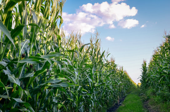 Close up of corn or maize field at sunset. Agricultural concept.