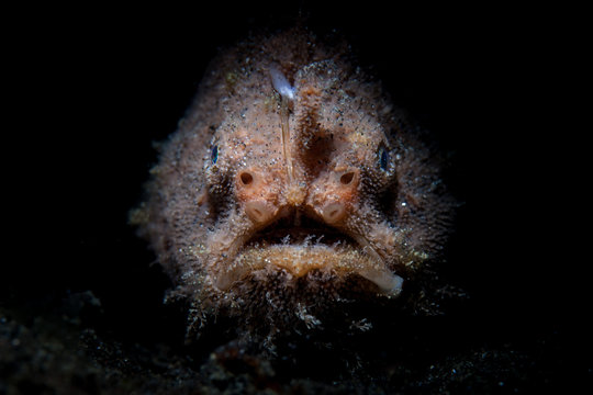 A Striated frogfish sits in the dark waiting to ambush prey in Lembeh Strait, Indonesia. This well-camouflaged fish is rarely seen because it blends into its surroundings so well.