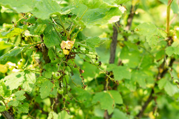 Sick leaves of infected currant gall aphid, close-up. Not ripe berries on the branch affected by the disease.