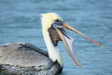 Brown Pelican Bird-Fort Myers Beach, FL.