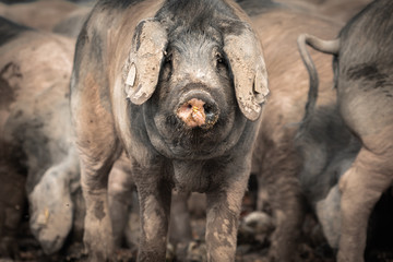 portrait of dirty cute pig eating with big ears covering his head, looking sad
