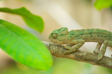 closeup of a chameleon in it's natural habitat 