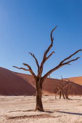 Fototapeta na wymiar Dead Trees against against the red backdrop of the towering sand dunes of Namibia's Deadvlei