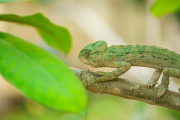 closeup of a chameleon in it's natural habitat 