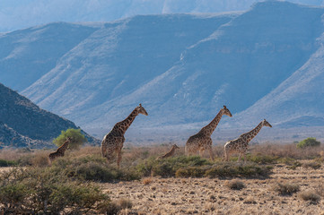 A group of Giraffes grazing in the desert of central Namibia. Hardap Region Namibia.