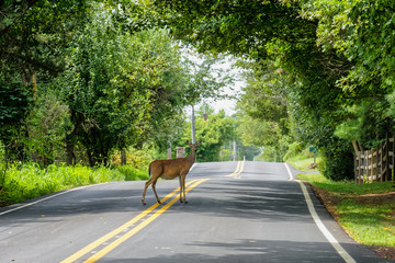 White tail deer (odocoileus virginianus) standing in the middle of a Pennsylvania road. Pennsylvania is one of the most likely states in the nation for a collision with a deer.
