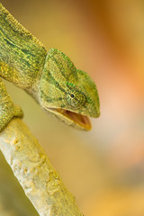 closeup of a chameleon in it's natural habitat 