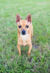Deer Head Chihuahua outdoors,  during evening sunset. Beautiful little dog. 